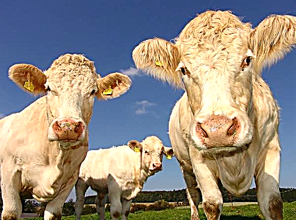 Az amur szarvasmarhák esetében fennáll annak a veszélye, hogy takarmány nélkül maradnak