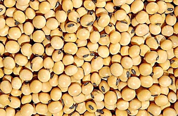 Di Amerika Syarikat meramalkan penurunan "kadar kacang soya"