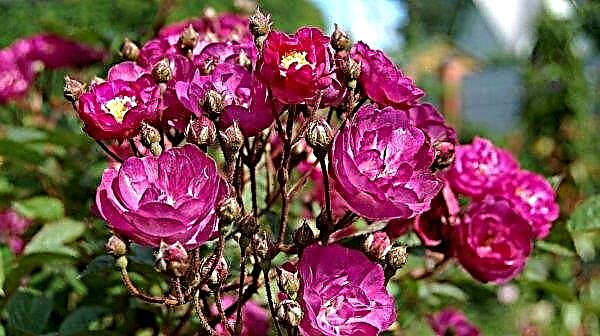 Rosas de almizcle: descripción, variedades, plantación y cuidado, foto