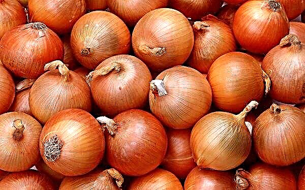Onion record: in Ukraine, onions have become more expensive than ever