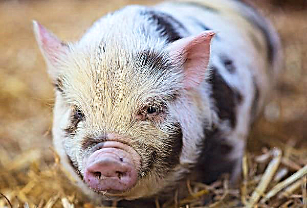 Philippinische Schweine werden durch ein heimtückisches Virus zerstört