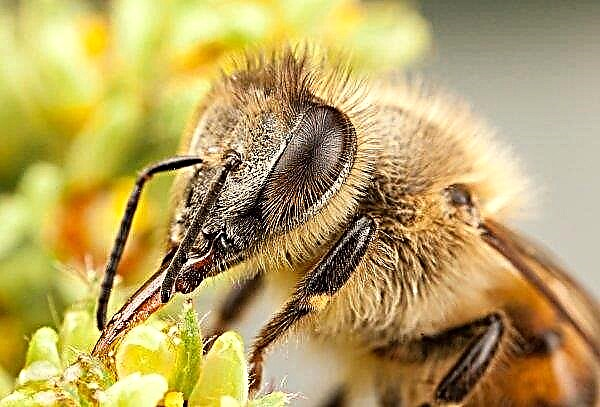Sauver les abeilles et les agriculteurs: l'Alliance européenne lance une initiative d'amélioration de l'agriculture civile