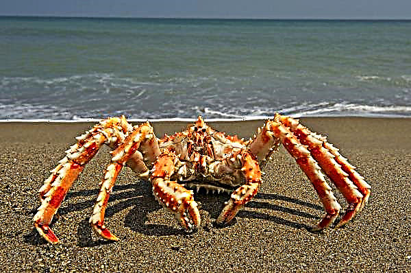Immer mehr russische Krabben stehen auf dem Tisch amerikanischer Feinschmecker