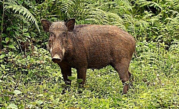 Mayat babi hutan ditemui di pantai Denmark