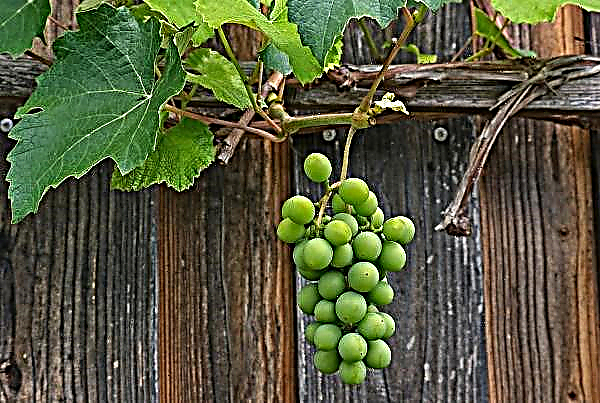 Support Available To Protect American Vines This Year