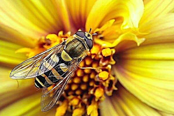 As abelhas morrem massivamente em Volyn