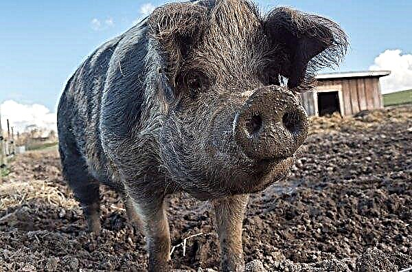Der ukrainische landwirtschaftliche Betrieb KSG Agro setzt auf Schweinezucht auf europäischer Ebene