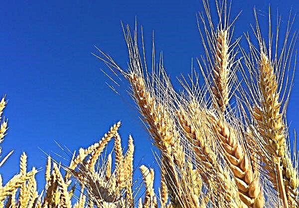 A record wheat crop is expected in Ukraine