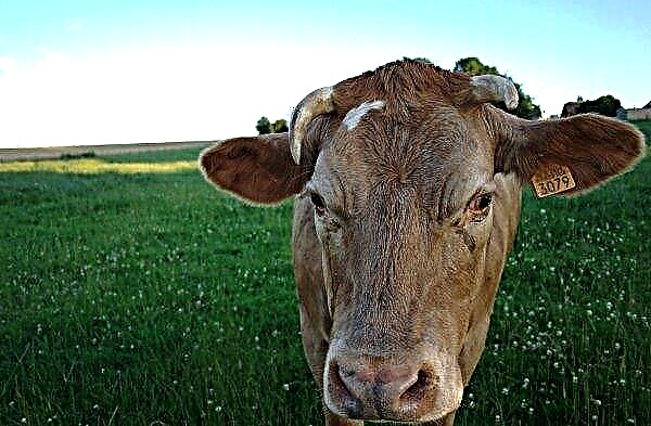 أبقار الأدمرت تظهر معجزات "الإنتاجية"