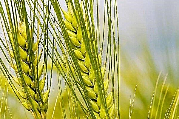 Argentina dice que Brasil le comprará grandes cantidades de trigo