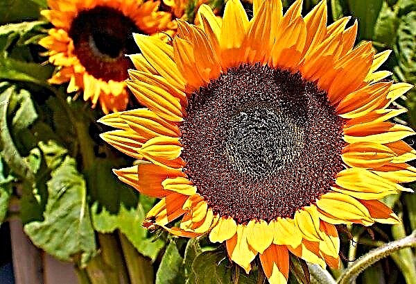 Sonnenblume der Westukraine überwindet eine seltene Krankheit