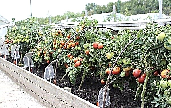 Por que as folhas de tomate se enrolam e o que fazer ao mesmo tempo: as principais razões, o uso de remédios químicos e populares