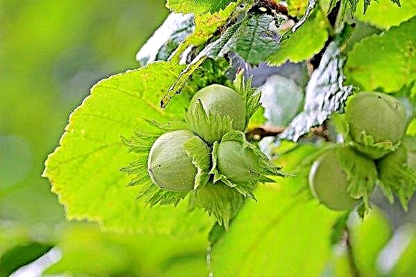 Kirovogradi piirkonnas munevad uued sarapuupähklite istandused