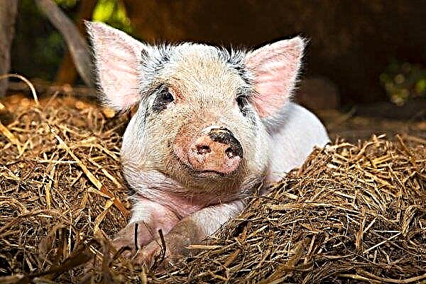 Zoetis får Europa-Kommissionens godkendelse af svineproduktion af reproduktions- og luftvejssyndrom
