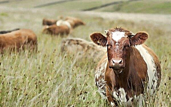 Башкирських корів контролюють «цифрові пастухи»