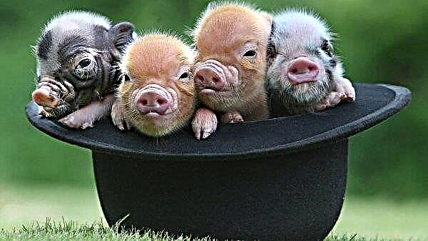 Philippines muốn hạn chế nhập khẩu lợn để ngăn chặn ASF