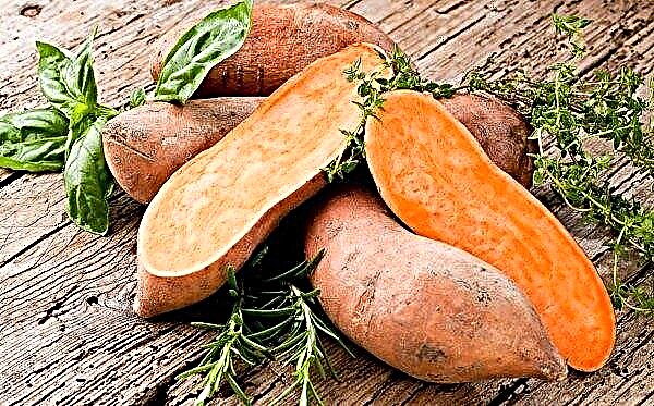 Canadian breeders have created a sweet potato "for their"