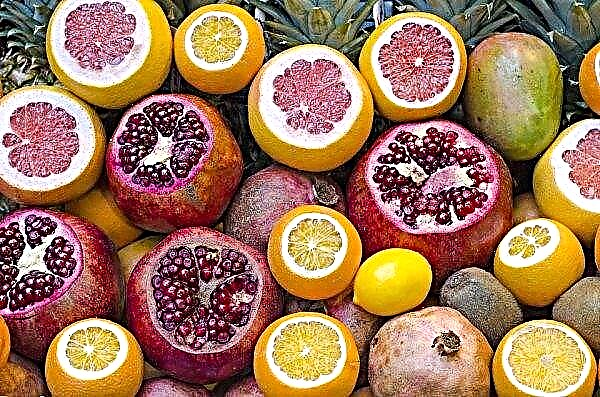 Tendência agradável: ucranianos começaram a consumir mais frutas e legumes frescos