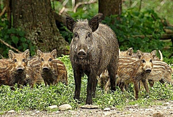 Two women from Mirgorod injured by wild boar while working in the field
