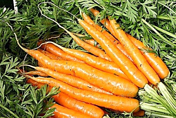 Quality carrots in Ukraine continues to rise in price