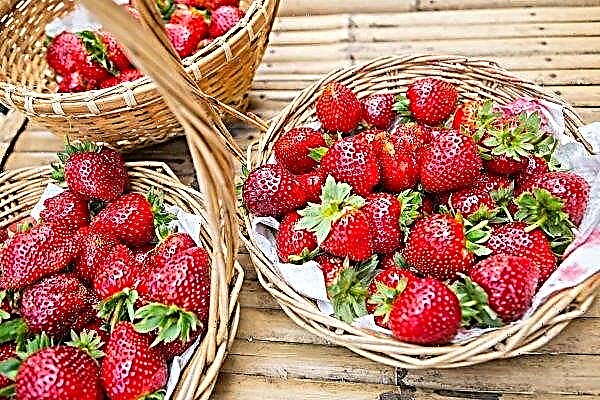 In the UK, Suffolk and Essex strawberry growers gear up for busy sales season