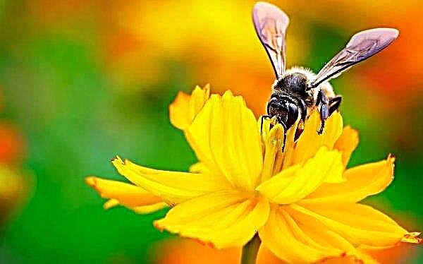 في منابر بريانسك وكورسك وريازان - طاعون هائل من النحل