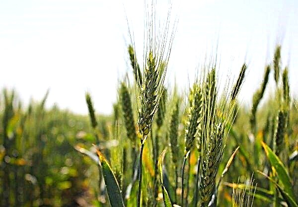 Agrarios de las regiones del sur de Ucrania informan el nivel de productividad de los cultivos de invierno y guisantes