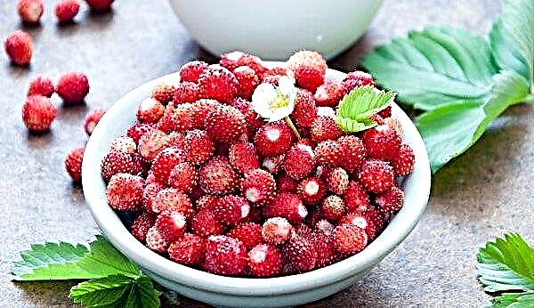 Les fraises importées en Ukraine ont commencé à devenir moins chères