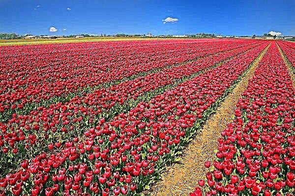 Pequena Holanda na Ucrânia: campos de tulipas colocados na região de Chernivtsi