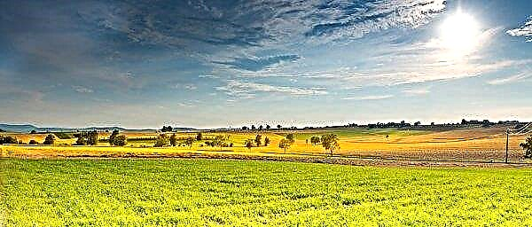 Wilayah Vinnytsia semakin meningkat kawasan yang disemai di bawah soya dan jagung
