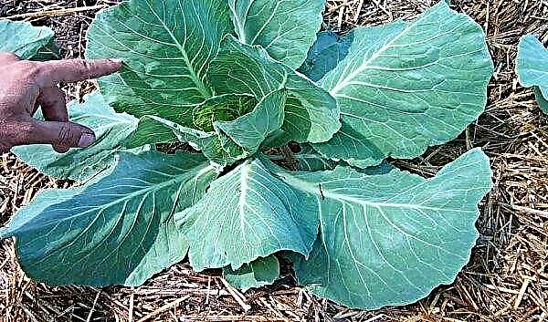 Aphid on a cabbage: what to do, how to get rid, than to process, photo