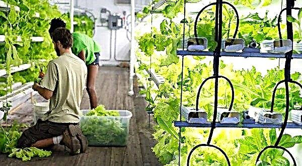 British scientists have developed new "container farms"