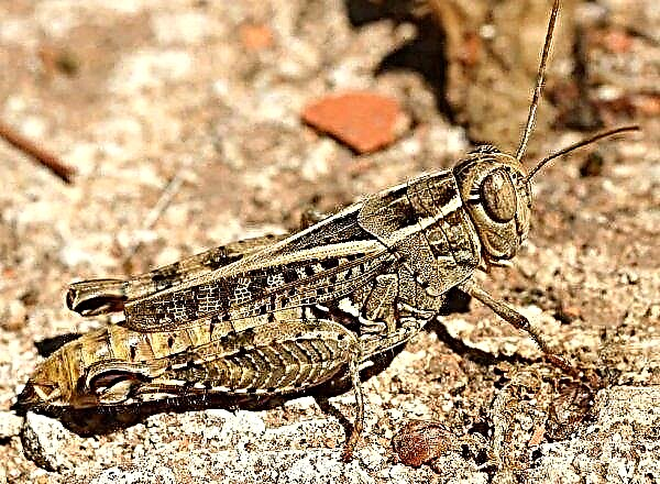 Sparrow-sized locusts attack fields of Kabardino-Balkaria