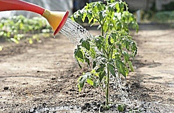 Tomaatti ”härän sydän”: lajikkeen ominaisuudet ja kuvaus, sato, viljely (avoimella maalla ja kasvihuoneessa), hoito-ominaisuudet, valokuvat, arvostelut