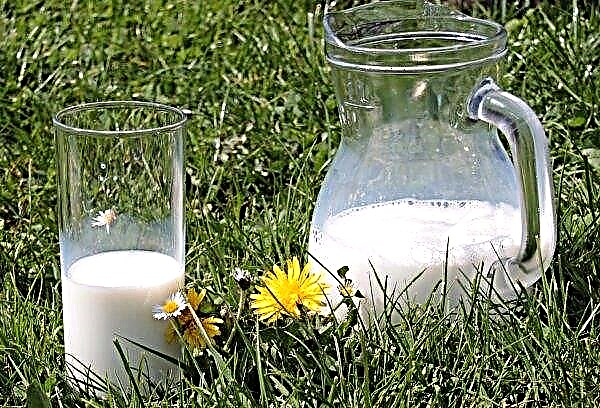 في السوق الروسية ، المزيد والمزيد من الحليب من الأبقار موردوفيا