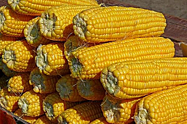 Det højeste udbytte af majs blev modtaget af landbrugere i tre regioner i Ukraine