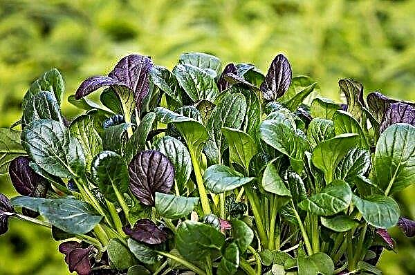 In Turkey, more than 60 people were poisoned by tasting spinach