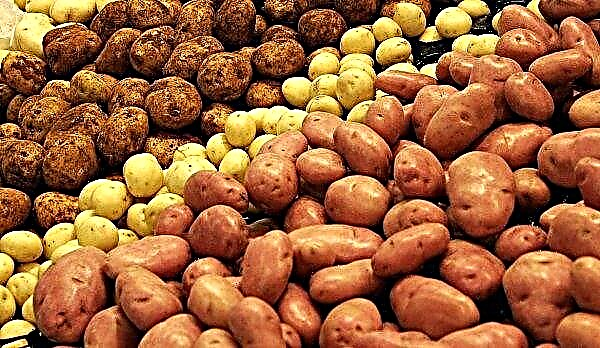 Ukrainos rinkose pasirodė bulvės iš Baltarusijos