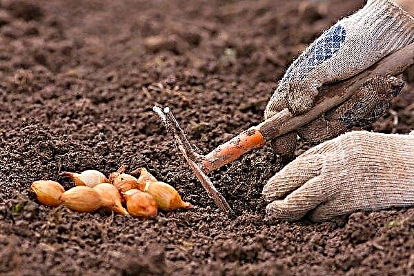 Est-il possible de planter des oignons après les carottes en hiver: règles de rotation des cultures et caractéristiques des cultures