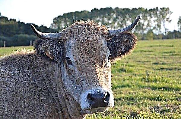 537 ألف رأس من فصيلة الماشية الشتوية في أورينبورغ