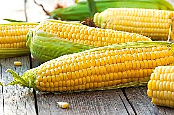 Kenya redefines its ban on GMO crops