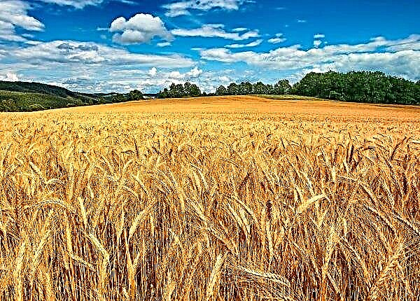 Hvedehøst i Cherkasy-regionen er forsinket på grund af vejret