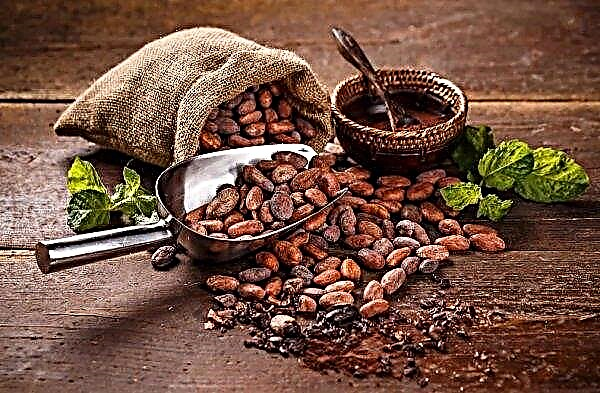 Nigeria planlægger at genoplive kakaoplantager