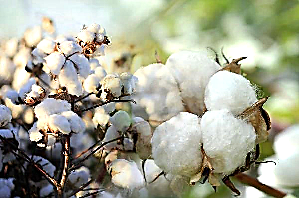 Cotton seed producers want government to increase seed prices