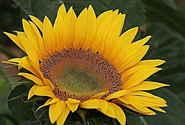 Cadangan bunga matahari petani Rusia mengesankan dalam skala mereka