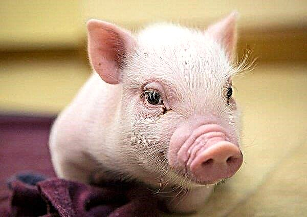 ASF mendorong China untuk meningkatkan pembelian daging babi AS walaupun perang perdagangan