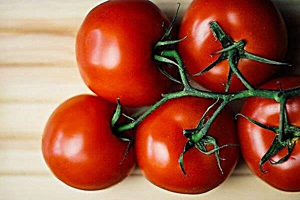 Rússia voltou aos agricultores marroquinos tomates com recheio perigoso