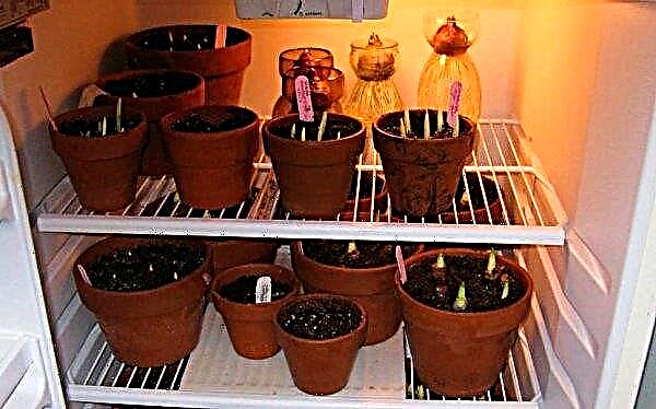 Cómo y dónde almacenar los bulbos de jacinto: en casa, después de la floración; Cómo mantener los tubérculos hasta la primavera, temperatura, latencia