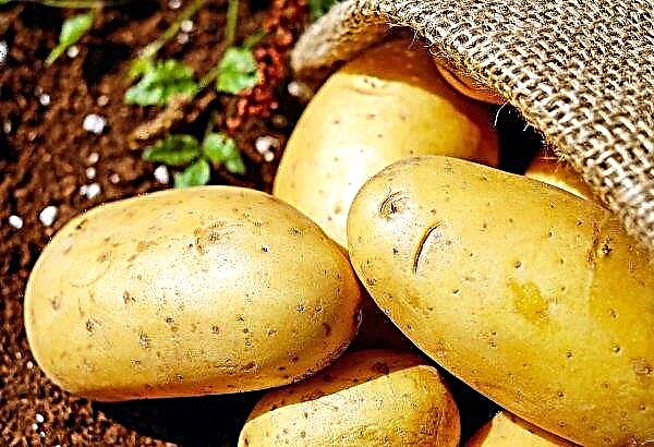 تمنع الظروف الجوية القاسية المزارعين البريطانيين من حصاد البطاطس