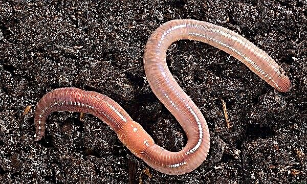 Ukrainian farmer extracts fertilizers from the "juice" of worms